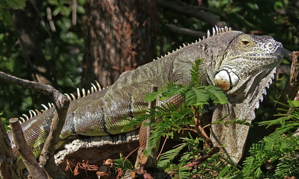 iguana（iguanidae）