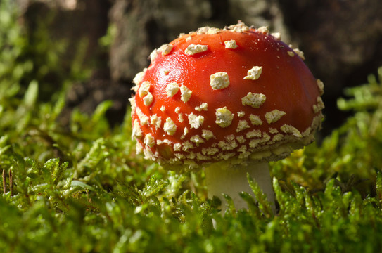 在白樺樹林里的毒蕈（鵝膏蕈muscaria）
