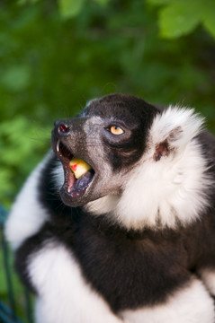 動物
