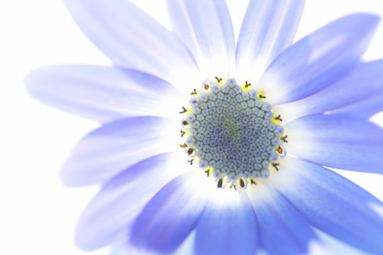 光芒四射的senettibluete