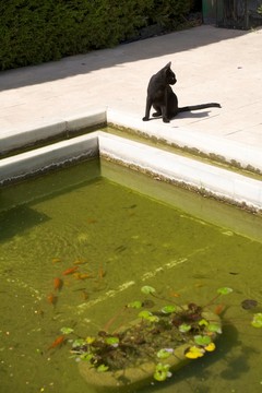 動物