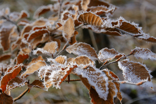 herbstzauber