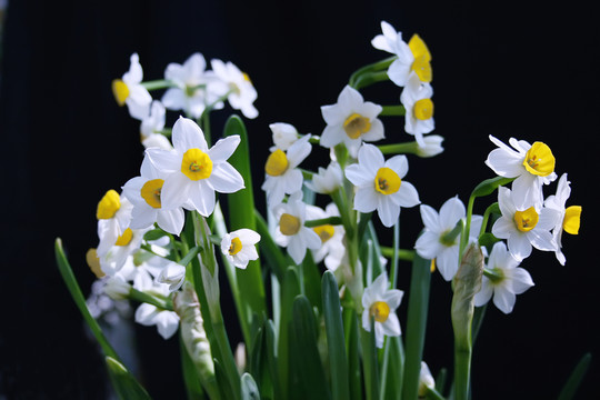 水仙花