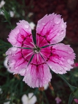 花卉