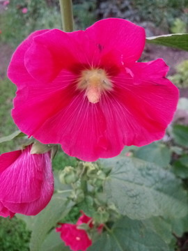 芍藥花