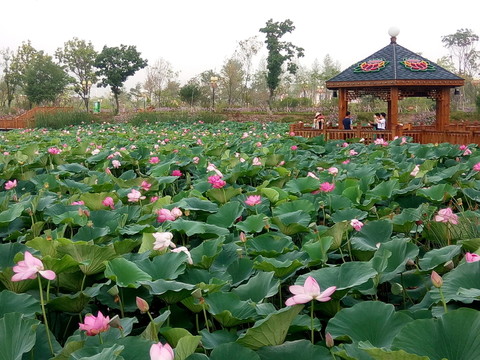 荷花池