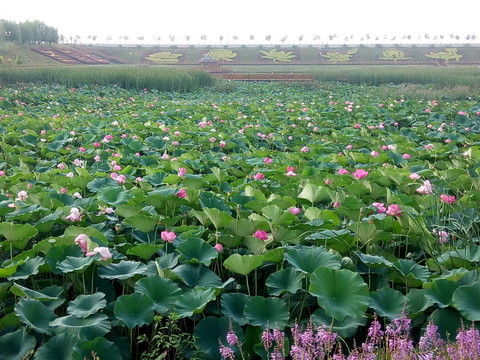 荷花池