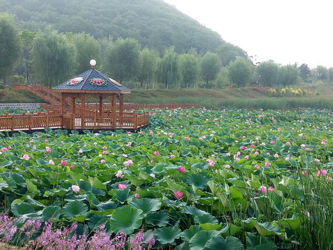荷花池