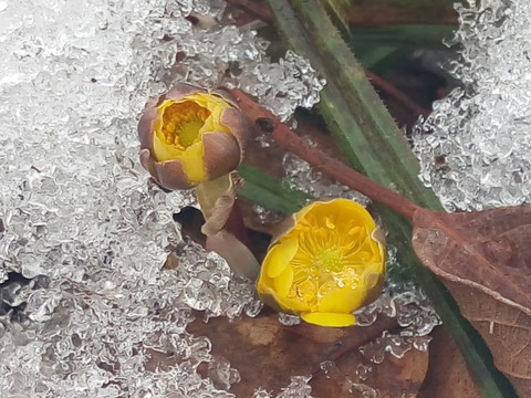 冰凌花