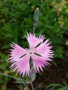 紫花
