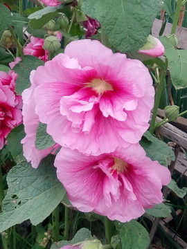 芍藥花