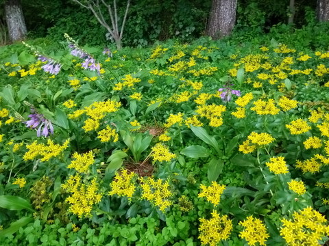 花園
