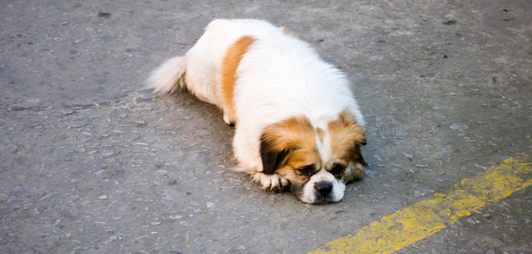 狗