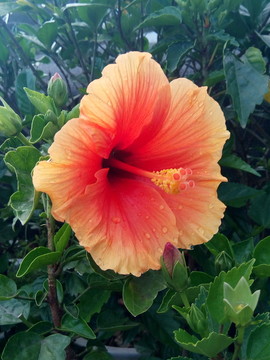 紅花