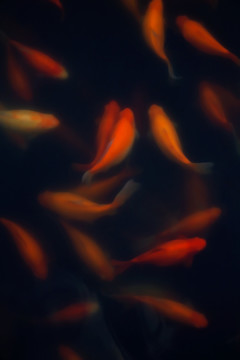 紅色錦鯉