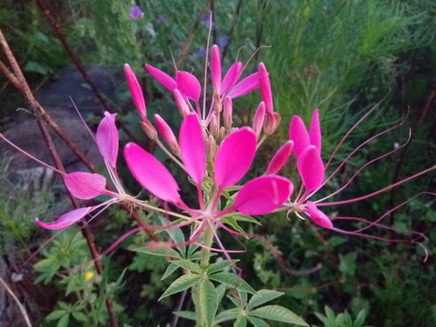 粉色的花