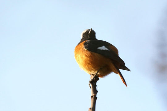 傲立雄風 北紅尾鴝 雄鳥