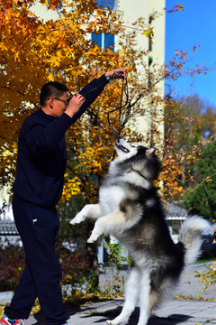 人與阿拉斯加雪橇犬