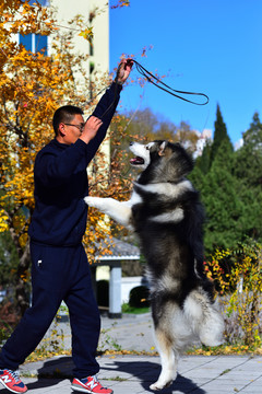 人與阿拉斯加雪橇犬