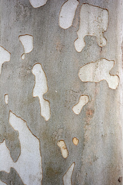梧桐樹(shù)皮