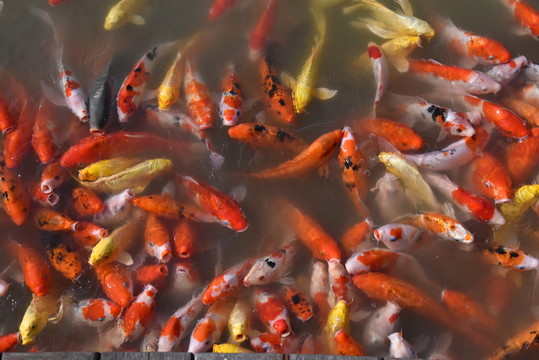 錦鯉