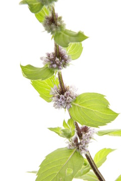 開花薄荷