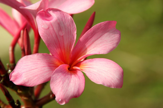 素馨花（羅莎一世）