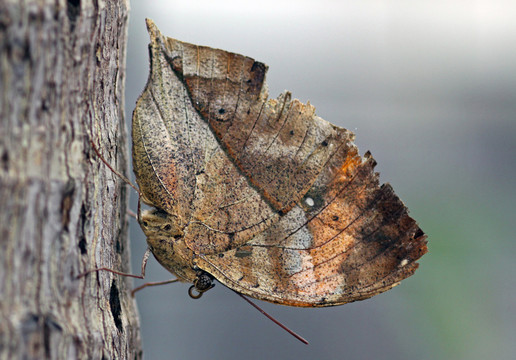 印度leafwing [kallima paralekta]
