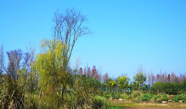 巴溪洲風景