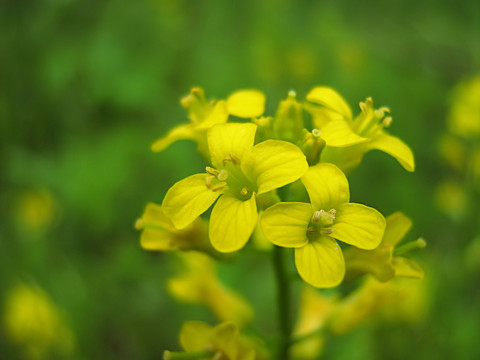 花園