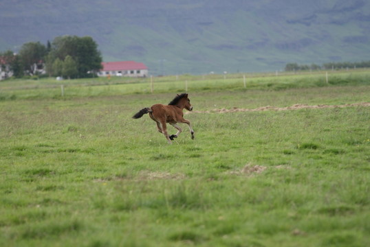 冰島馬
