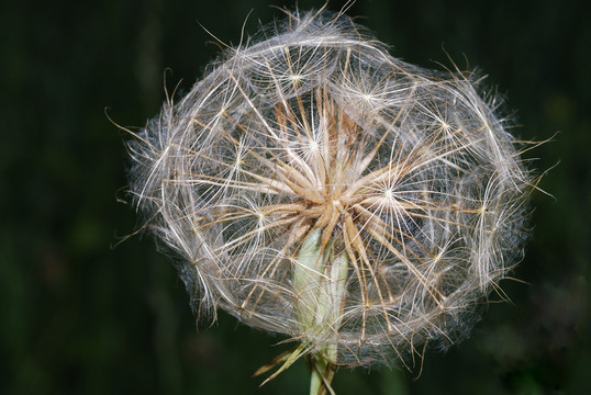 巨大的pusteblume