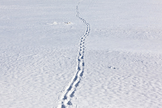 schneespur