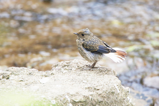 紅尾水鴝 雌鳥 標準照