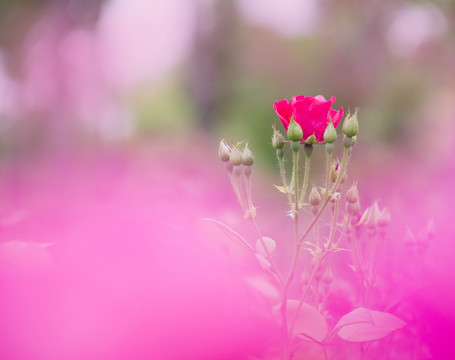 玫瑰花