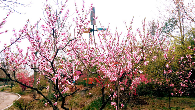 桃園 桃花