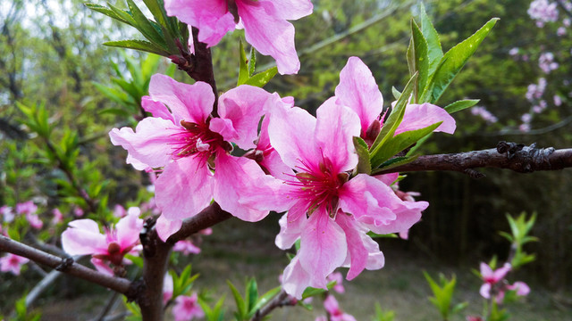 桃花