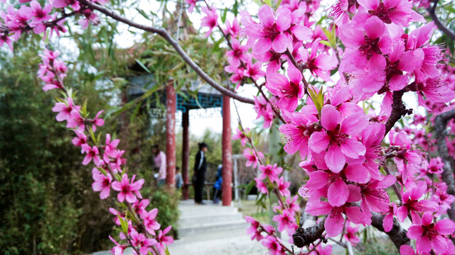 園林桃花 觀賞桃花