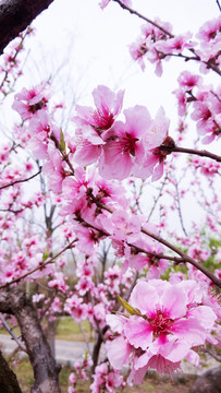 桃花