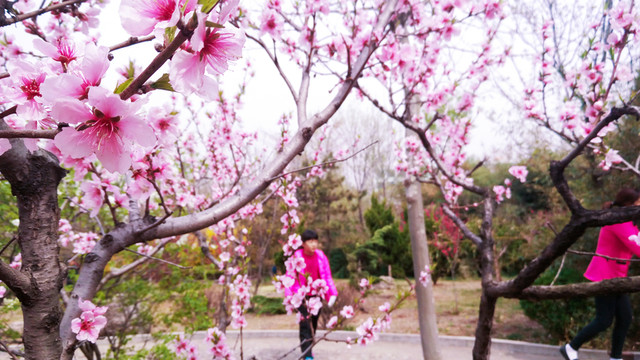 公園桃花  桃花園