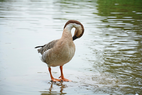 鵝