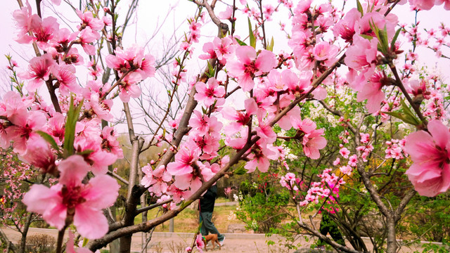 桃花