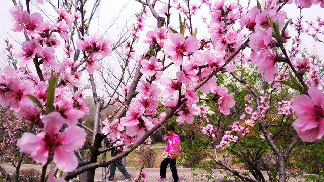 桃花盛開(kāi)  春暖花開(kāi)