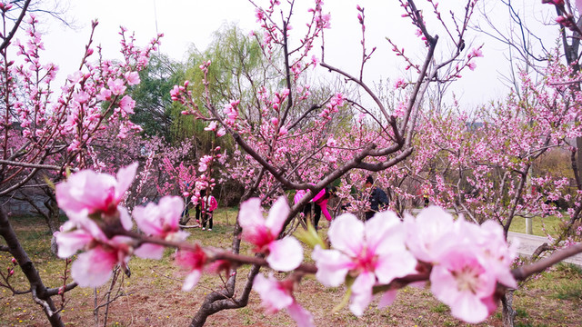 桃園桃花開