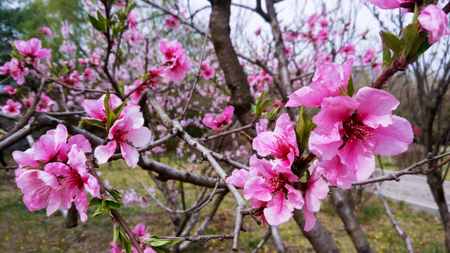 桃花