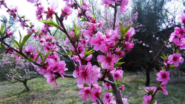 桃花