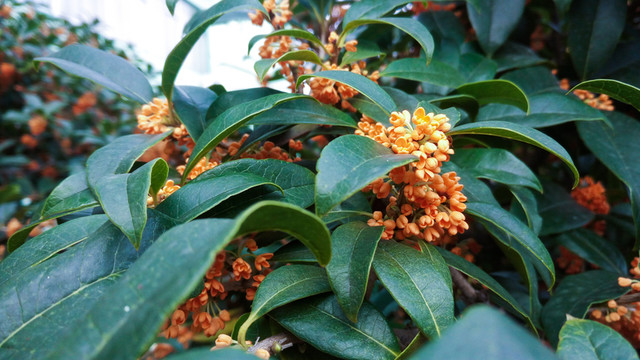 桂花