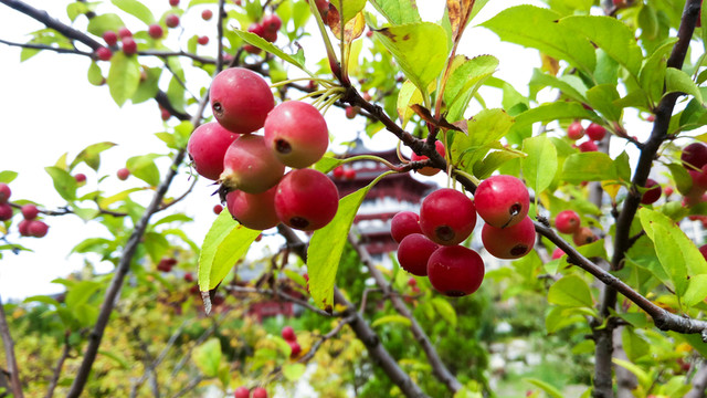 紅果 海紅