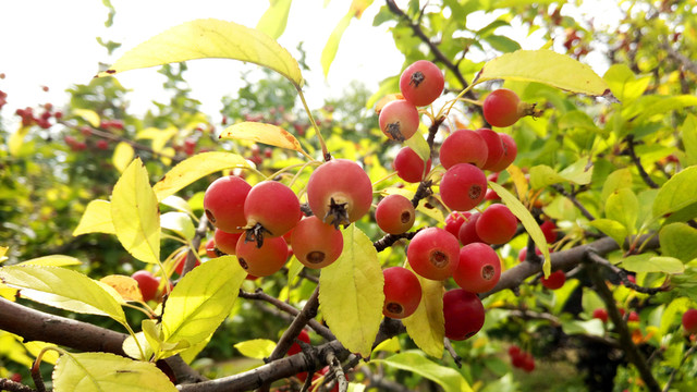 紅果 海棠果