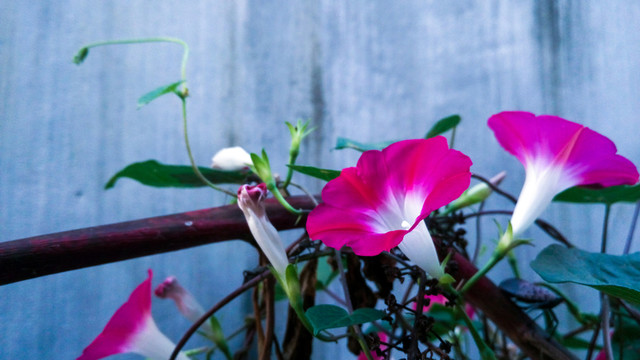 牽牛花